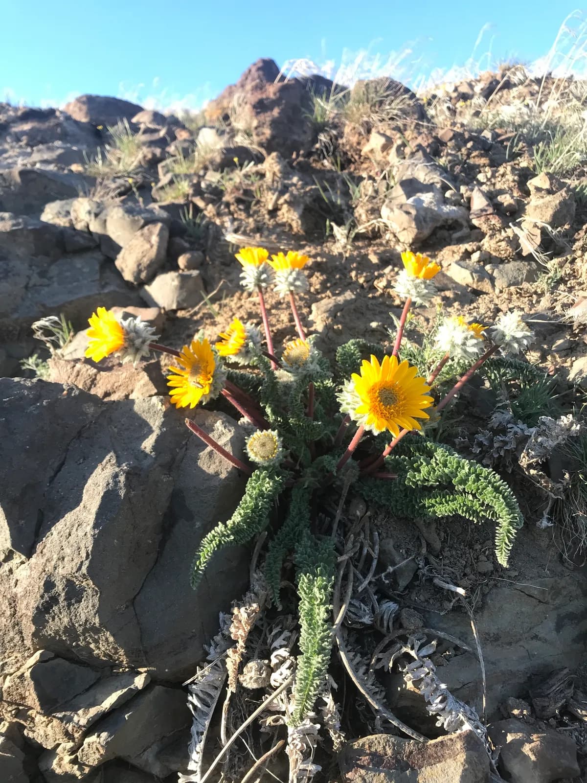 Hooker's Balsamroot (Balsamorhiza hookeri)