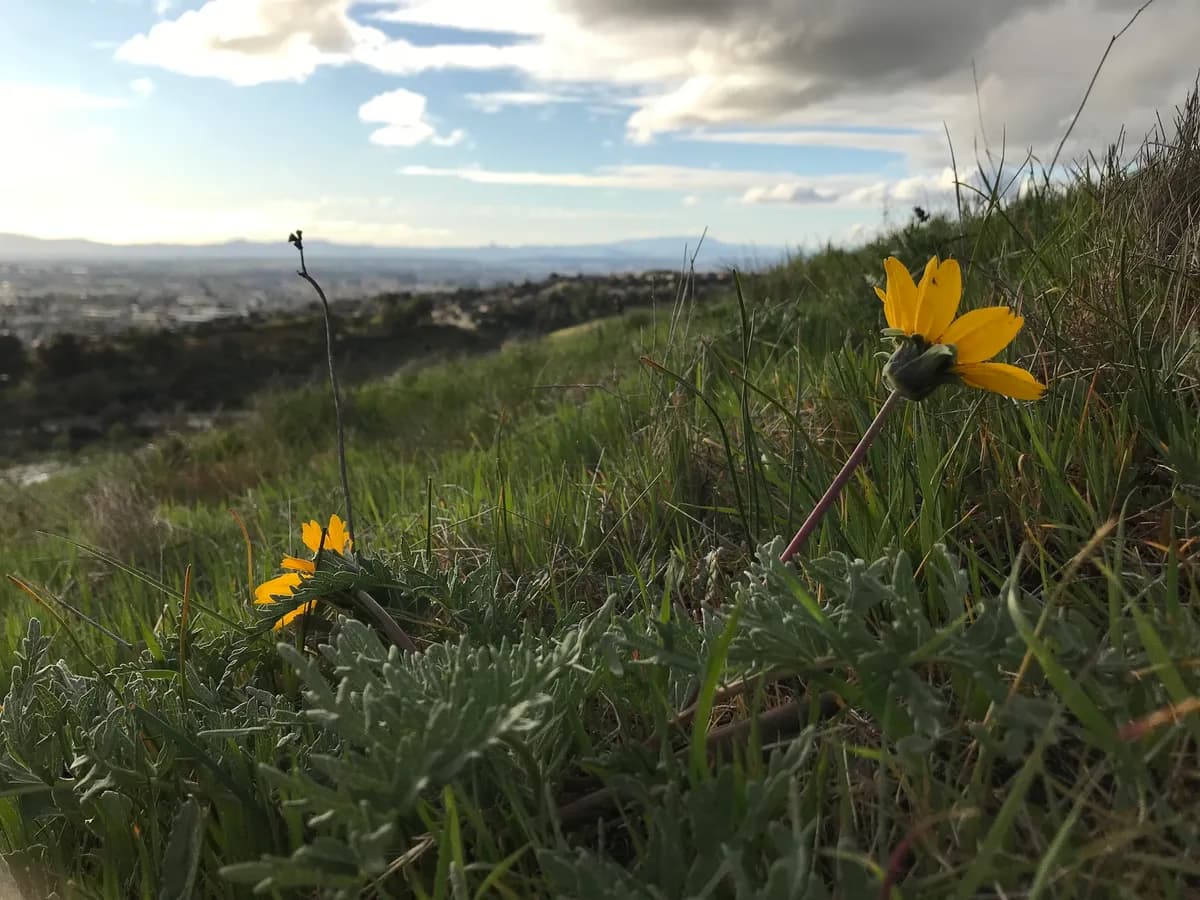 Big-scale balsamroot (Balsamorhiza macrolepis)