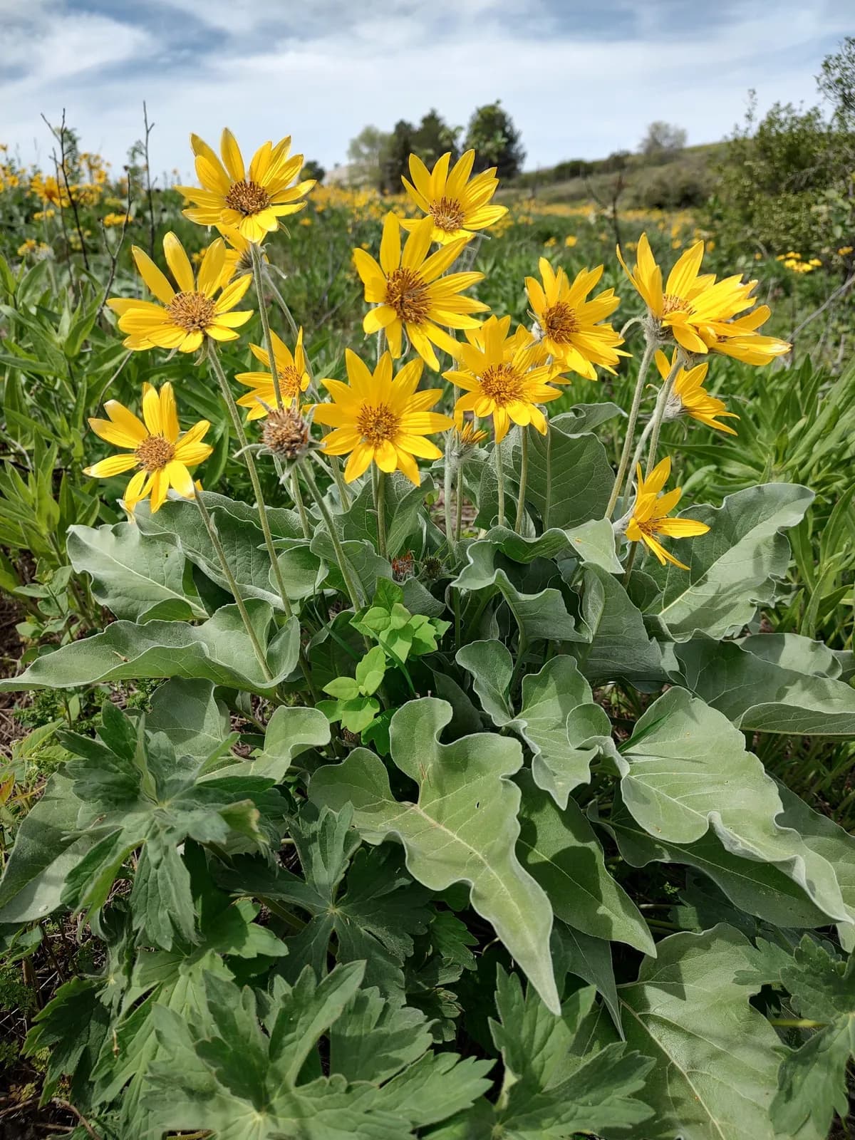 Arrowleaf Balsamroot (Balsamorhiza sagittata)