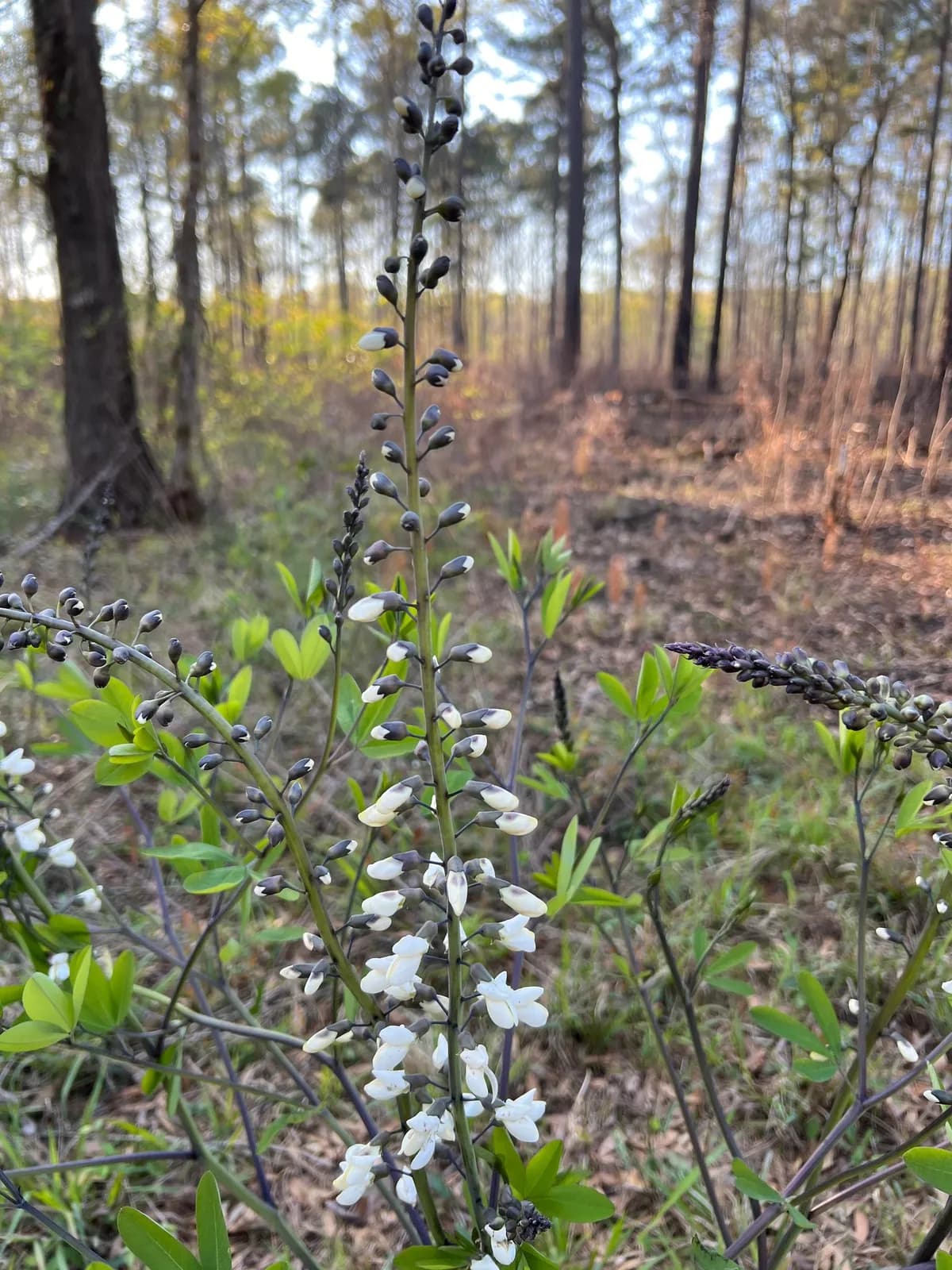 White Wild Indigo (Baptisia alba)