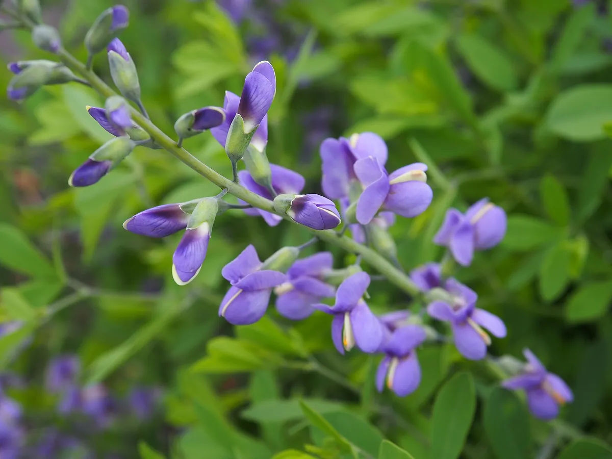 Blue Wild Indigo (Baptisia australis var. minor)