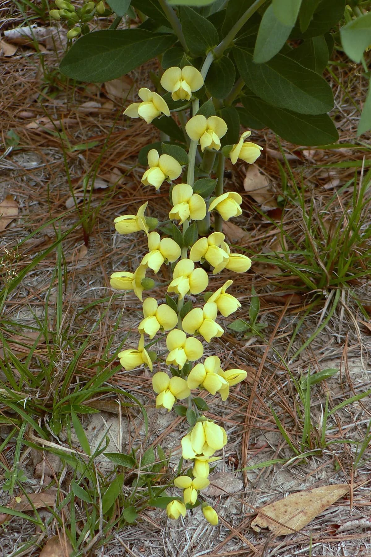 Longbract Wild Indigo (Baptisia bracteata)