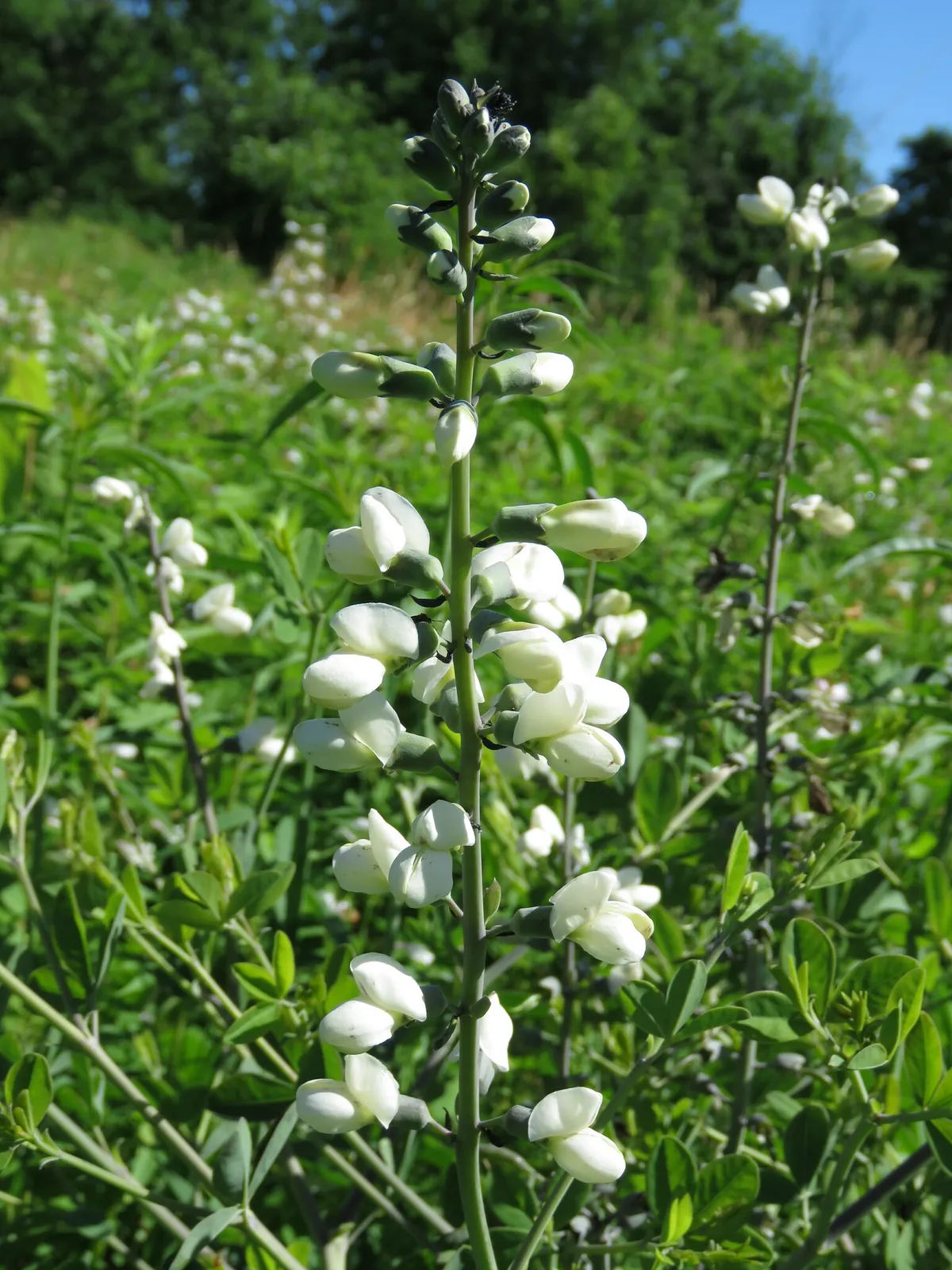 Large Leaf White Indigo (Baptisia lactea)