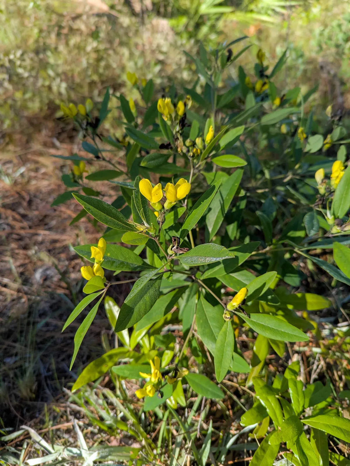 Gopherweed (Baptisia lanceolata)