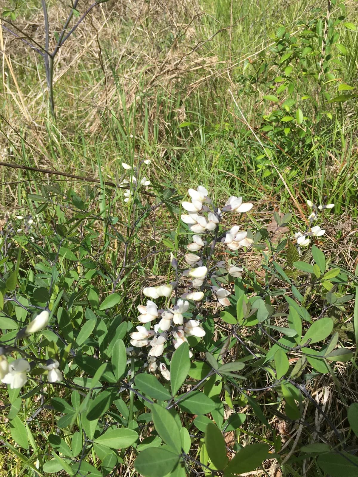 Baptisia leucantha