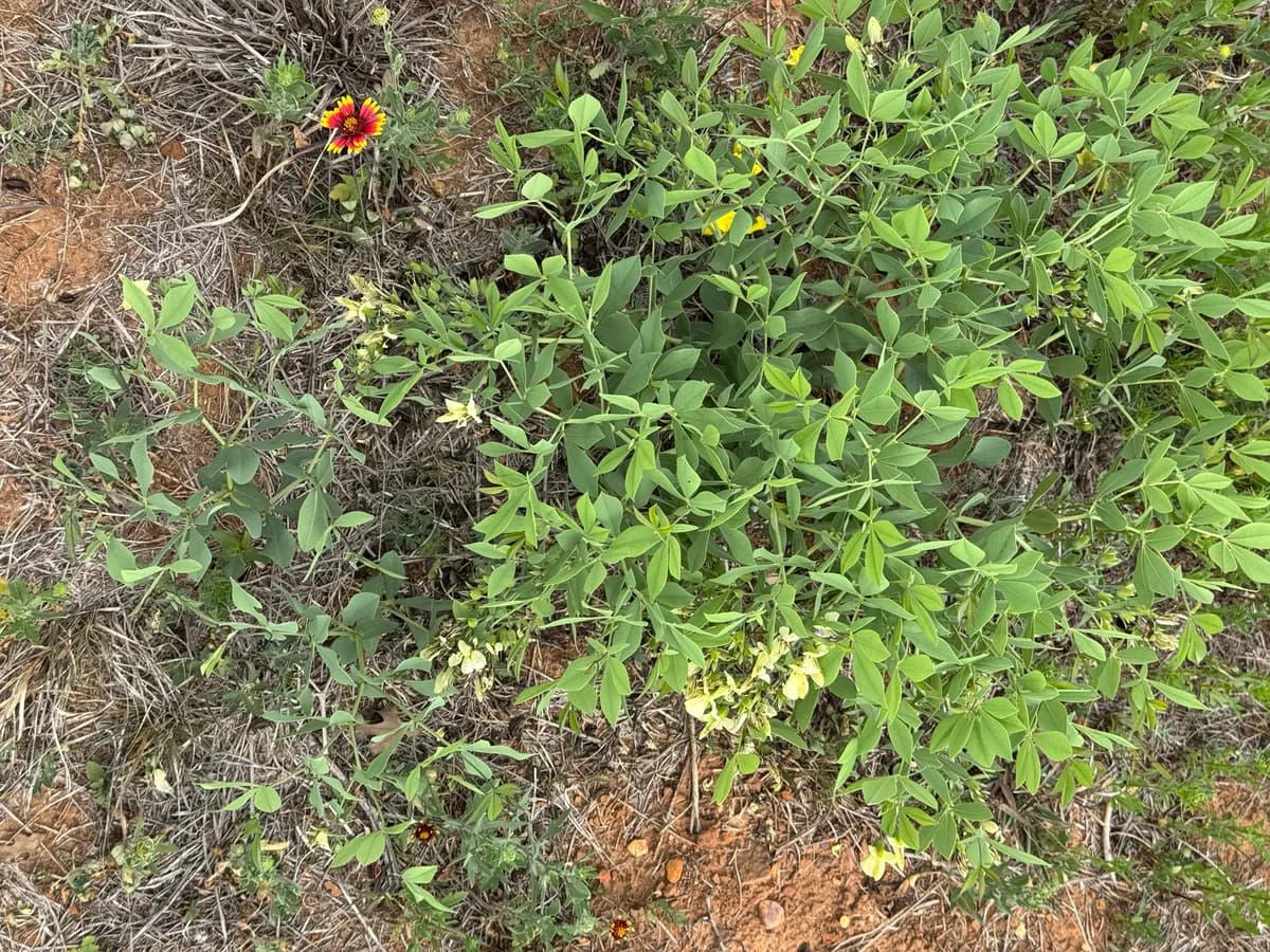 Longbract Wild Indigo (Baptisia leucophaea)