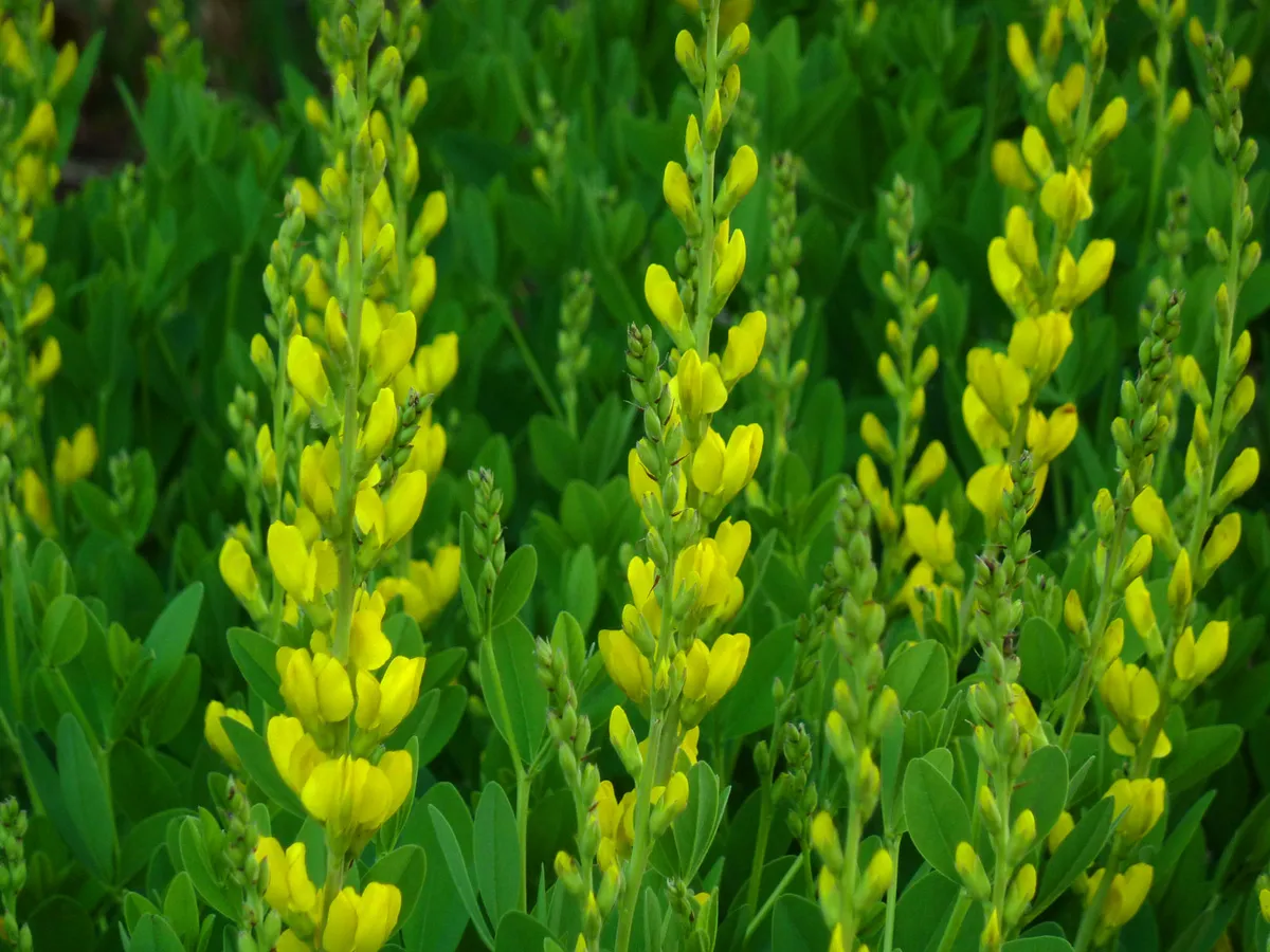Yellow Wild Indigo (Baptisia sphaerocarpa)