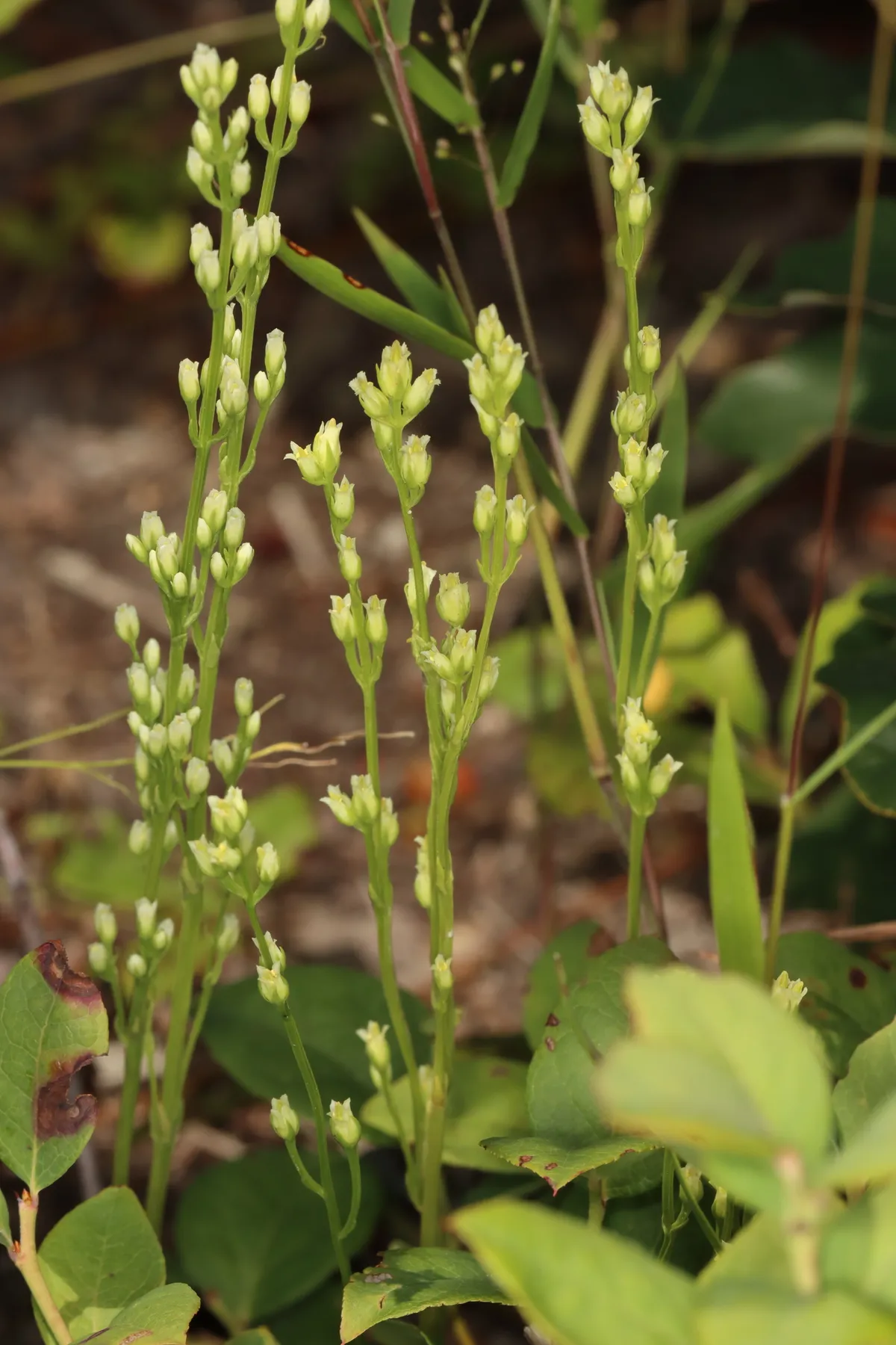 Virginia Bartonia (Bartonia virginica)