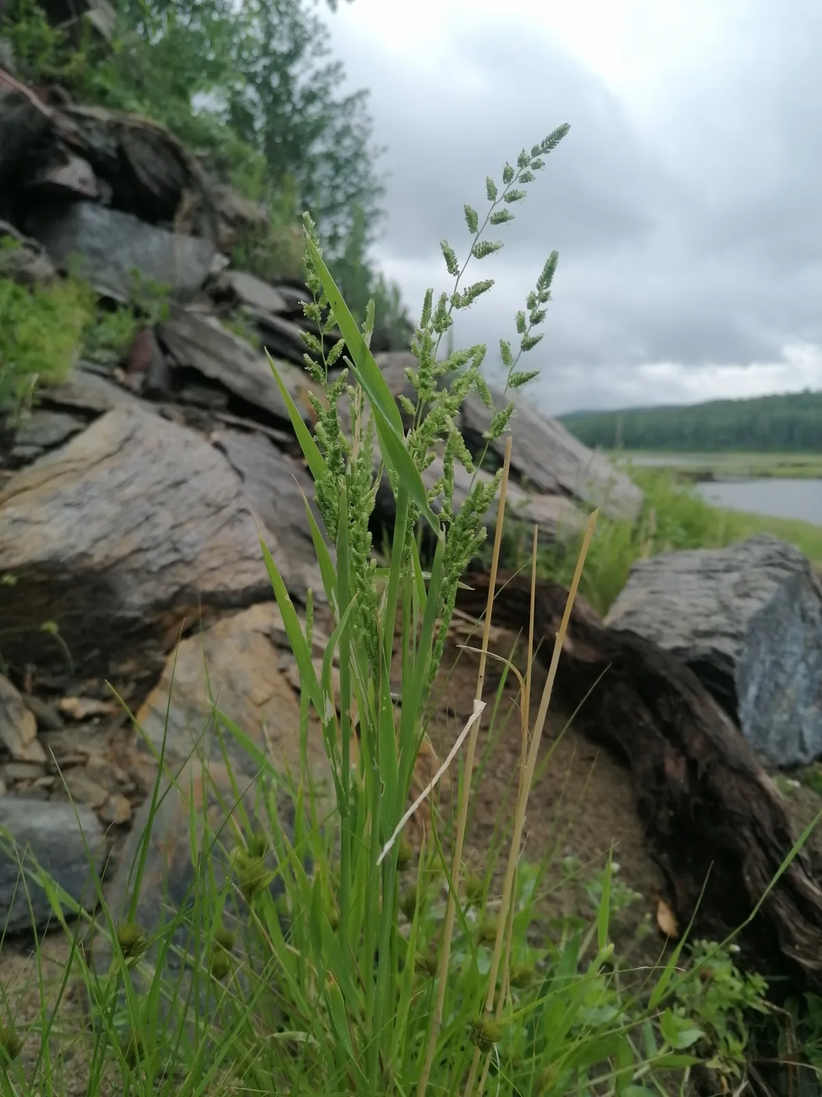 Slough Grass (Beckmannia syzigachne)