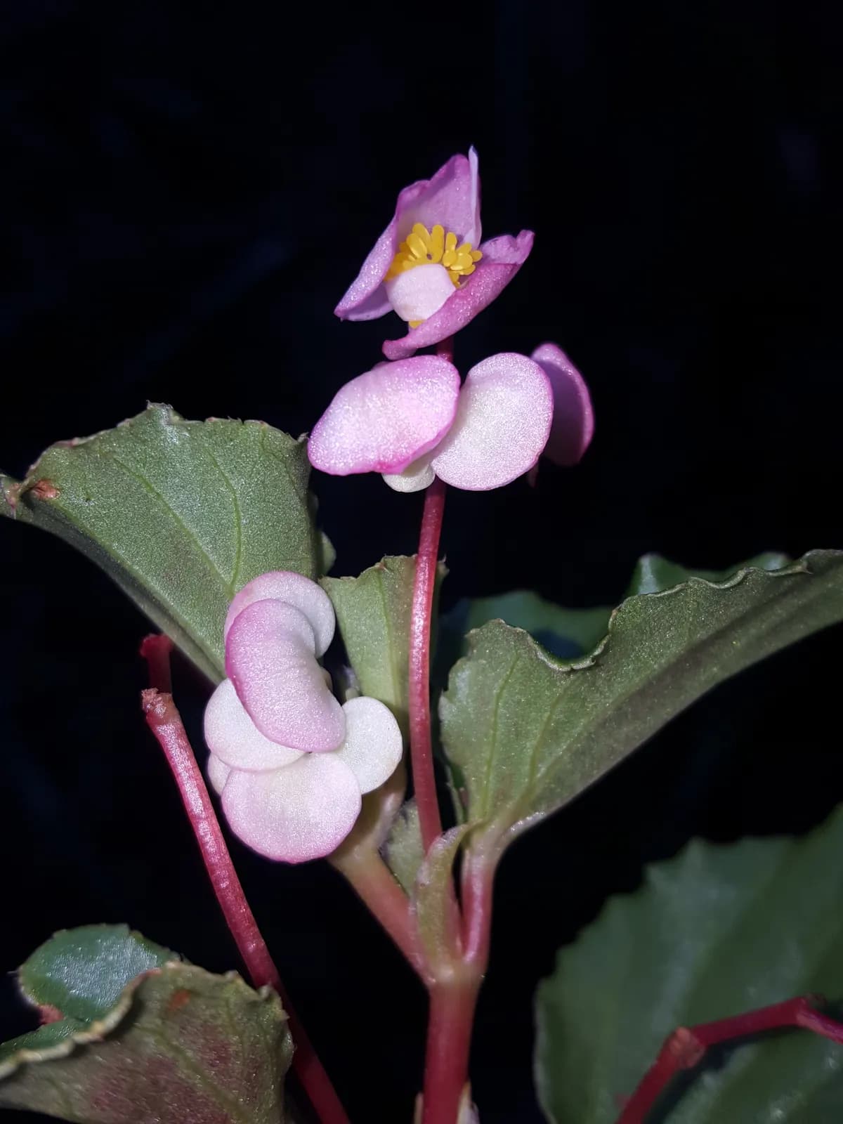 Wax Begonia (Begonia cucullata)