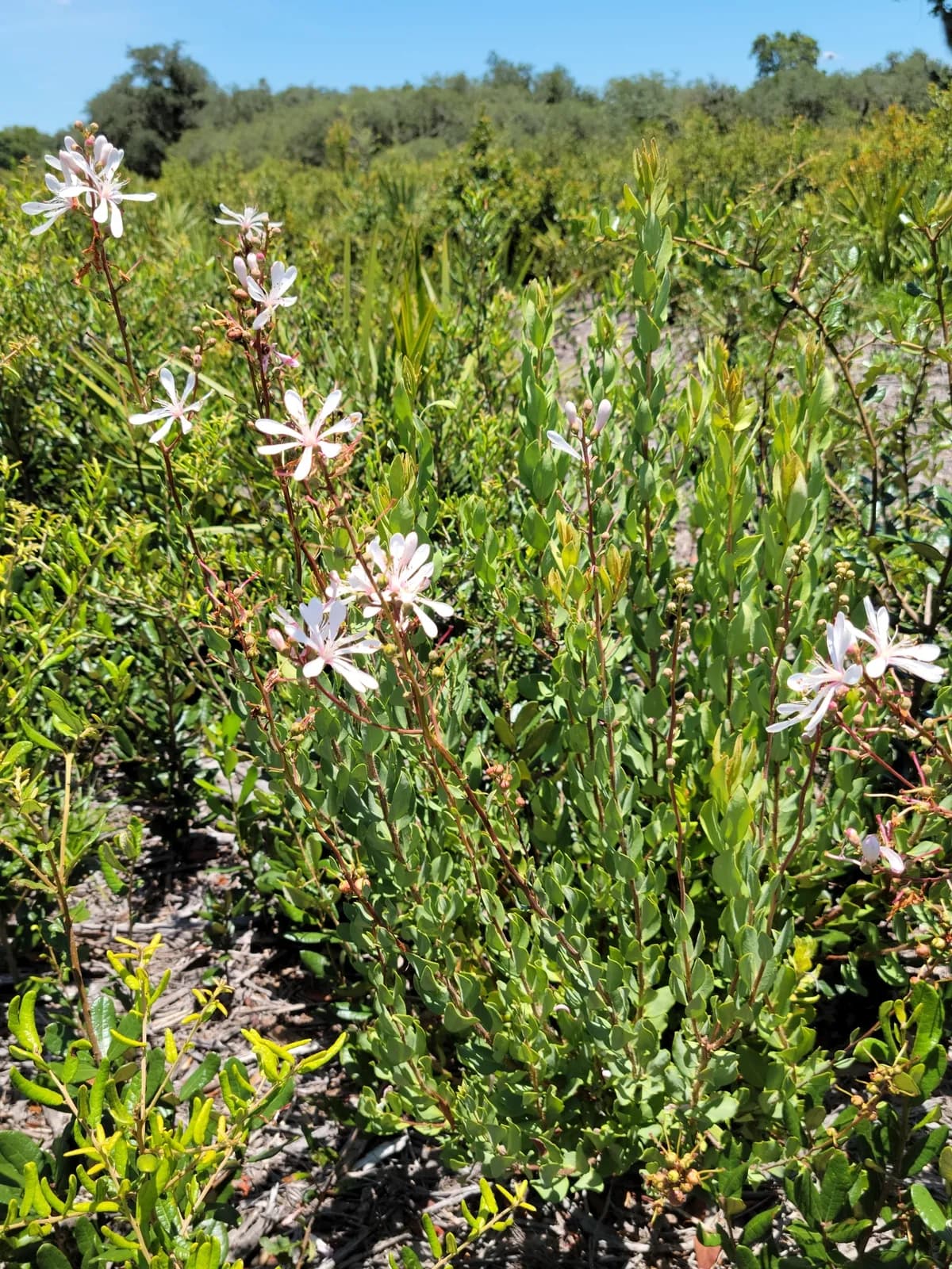 Tarflower (Bejaria racemosa)