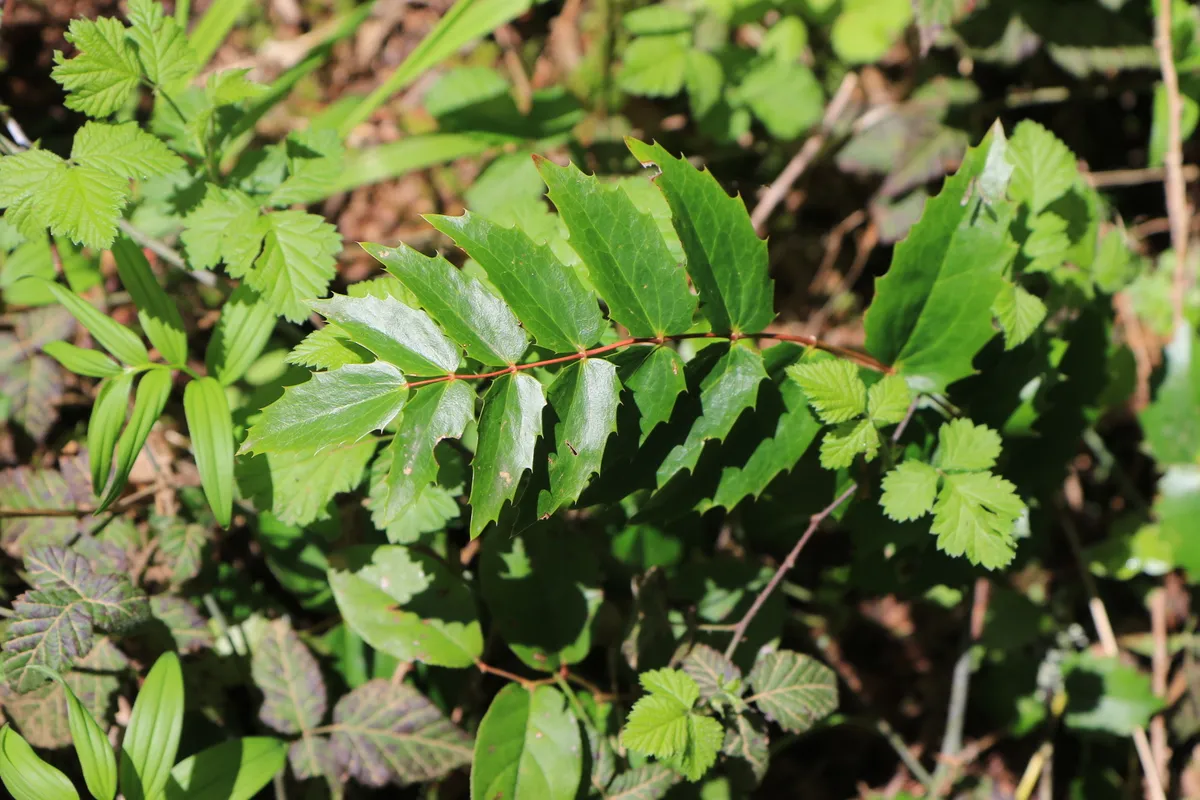 Cascade Barberry (Berberis nervosa)