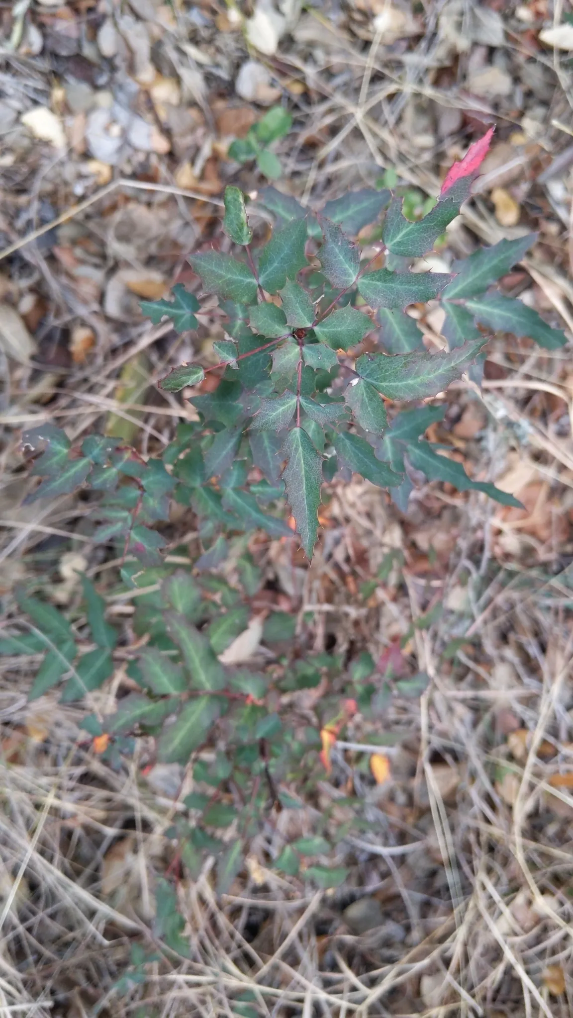 Texas Barberry (Berberis swaseyi)