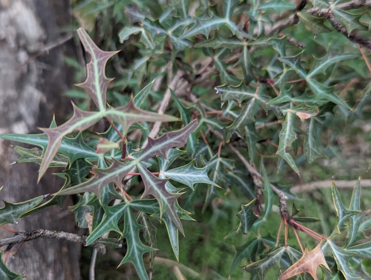 Agarita (Berberis trifoliolata)