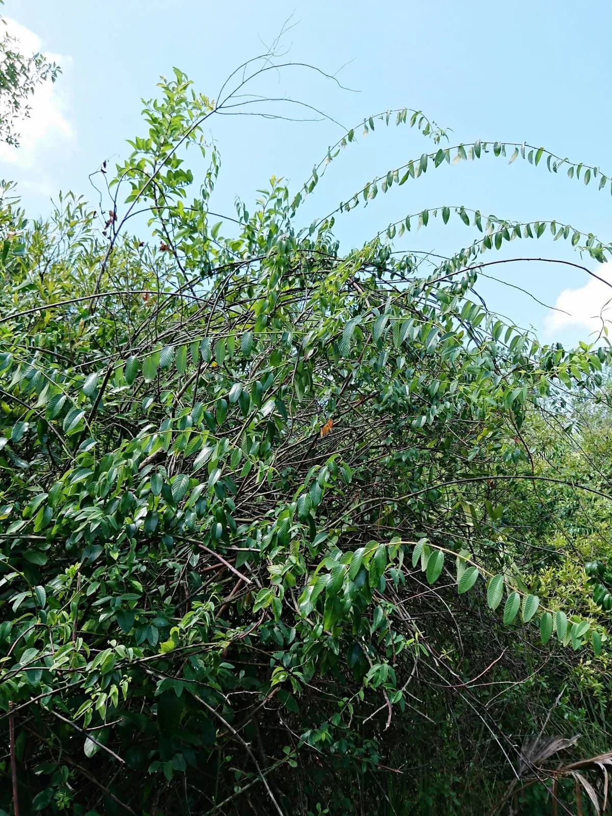 Rattan Vine (Berchemia scandens)