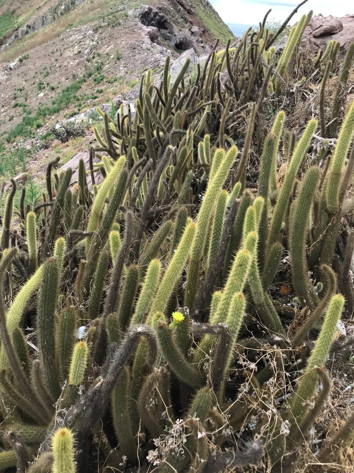 Golden snake cactus (Bergerocactus emoryi)