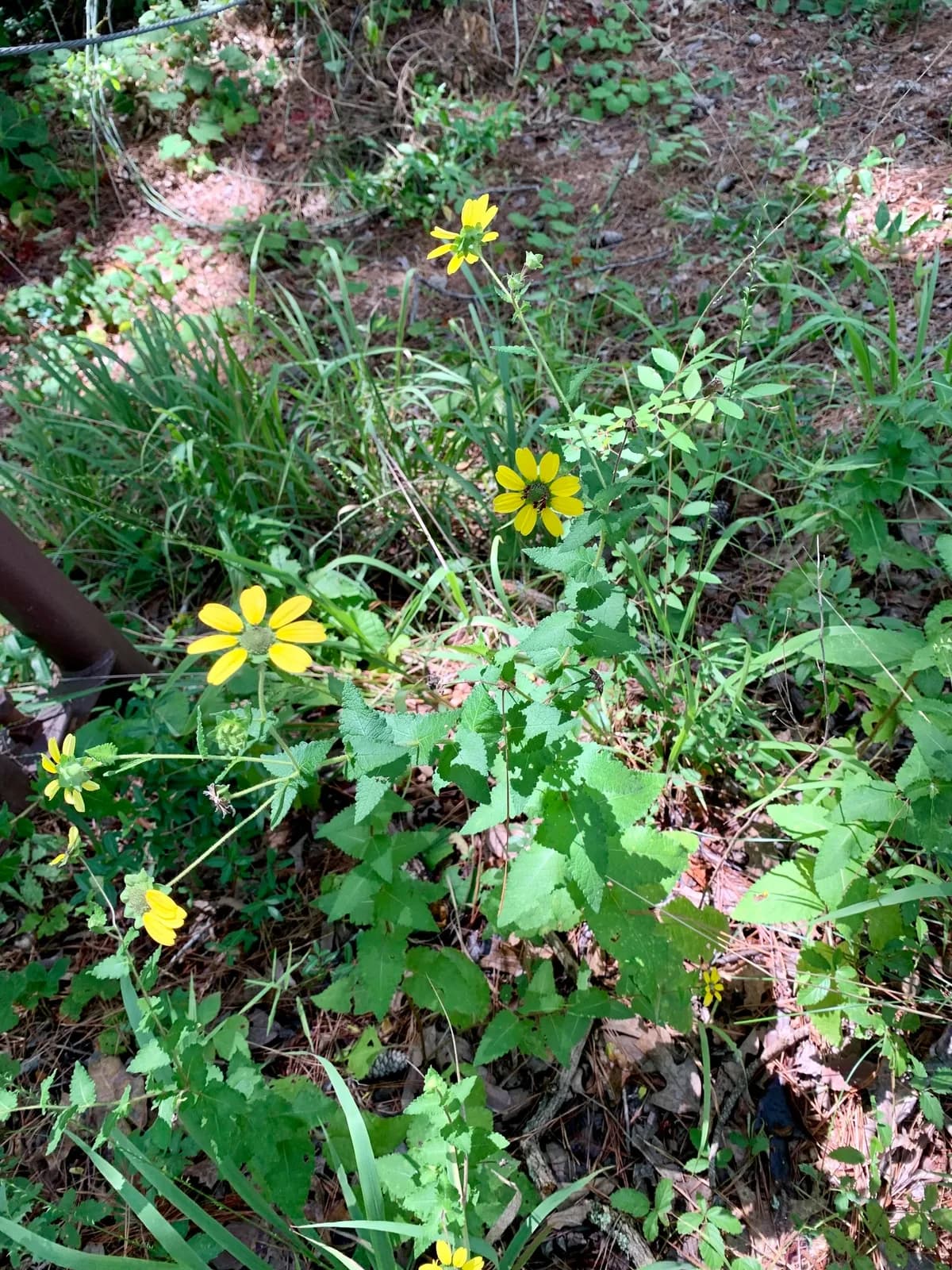 Greeneyes (Berlandiera betonicifolia)