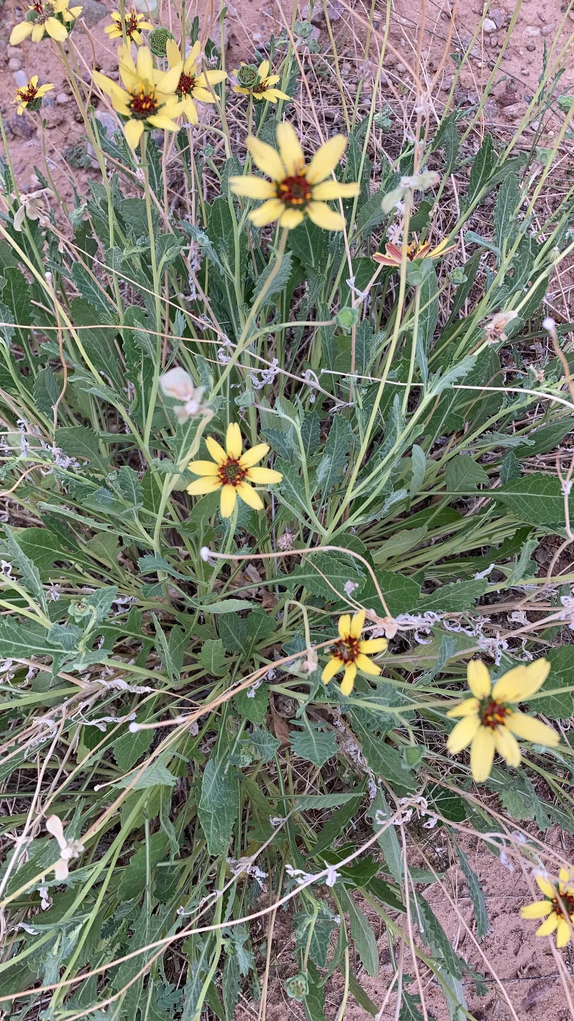 Lyreleaf Greeneyes (Berlandiera lyrata)