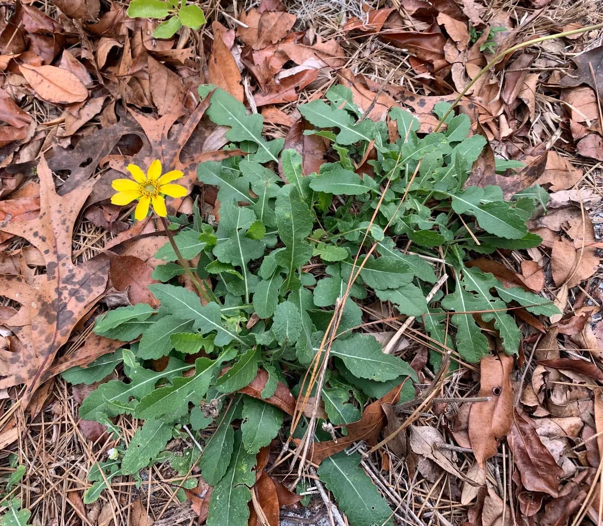 Florida greeneyes (Berlandiera subacaulis)