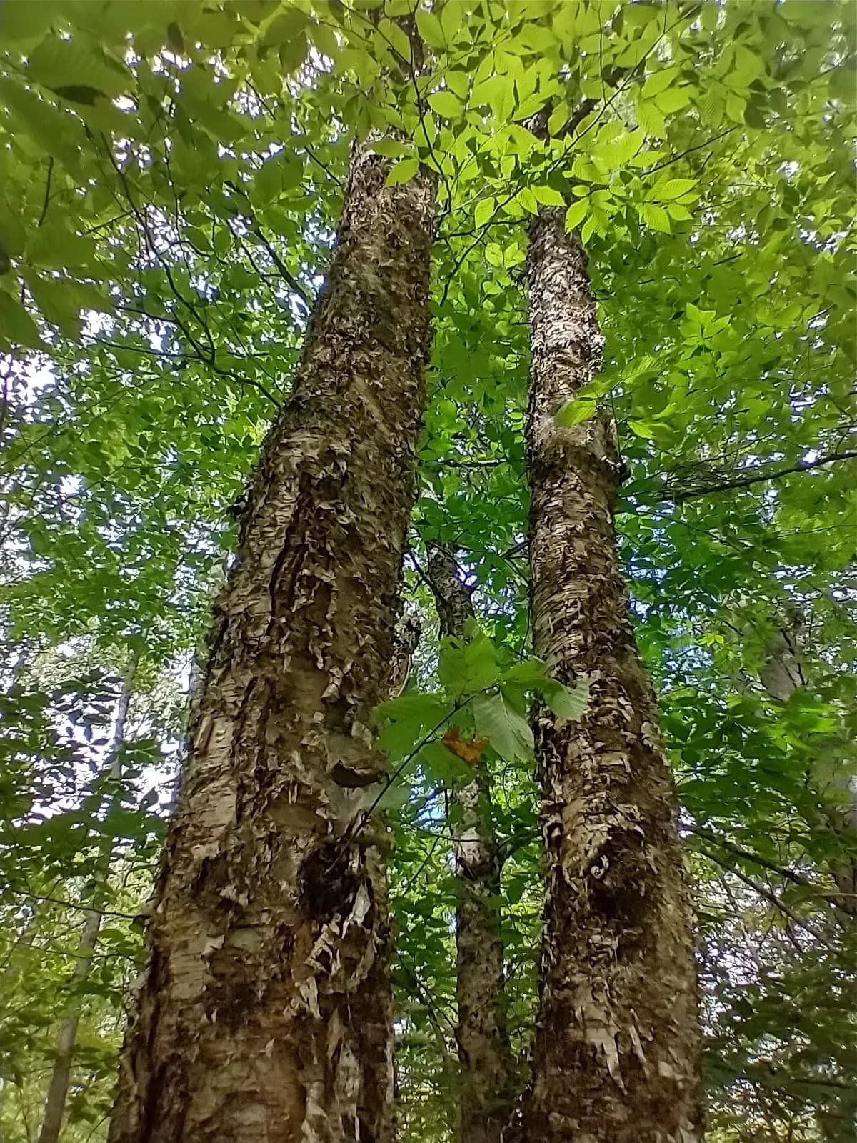 Yellow Birch (Betula alleghaniensis)