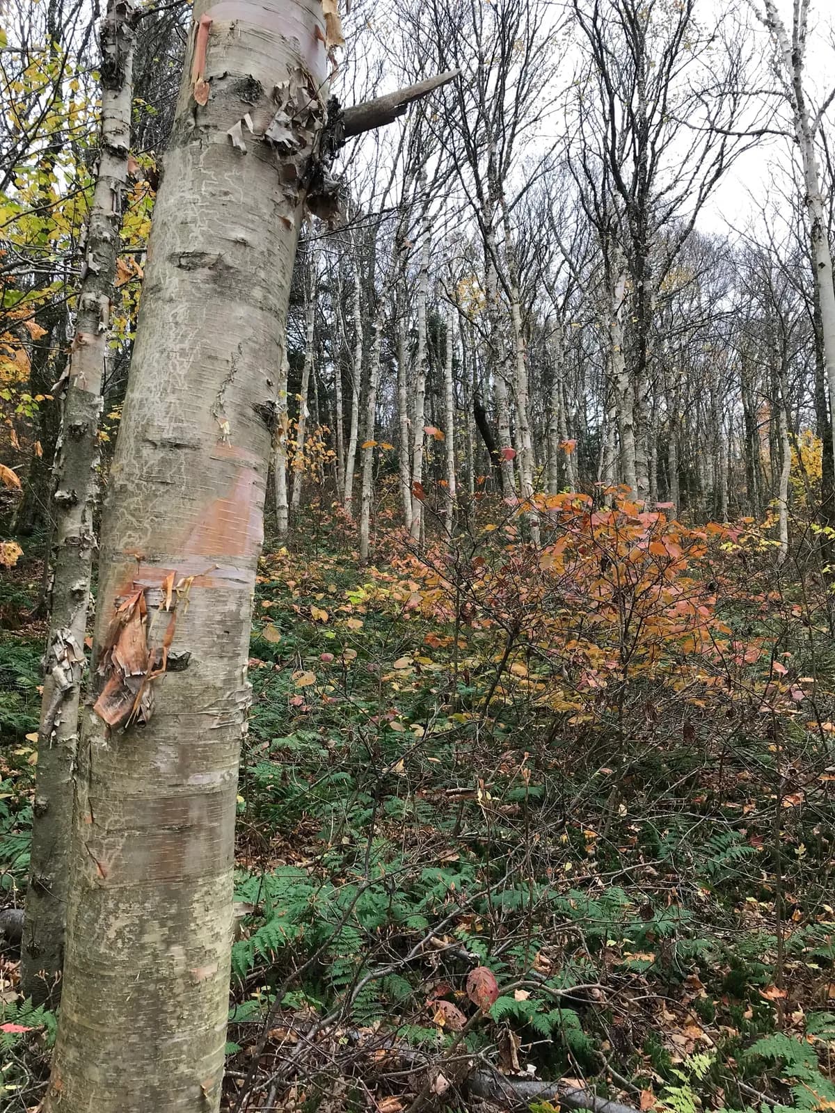 Hearleaf Birch (Betula cordifolia)