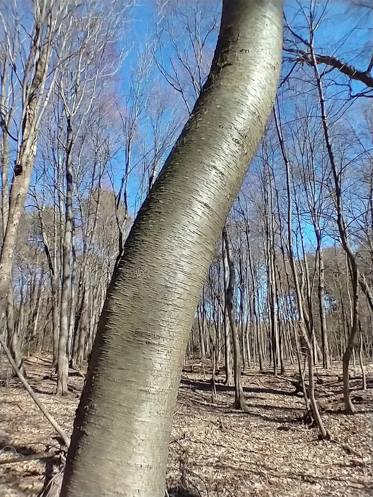 Cherry Birch (Betula lenta)