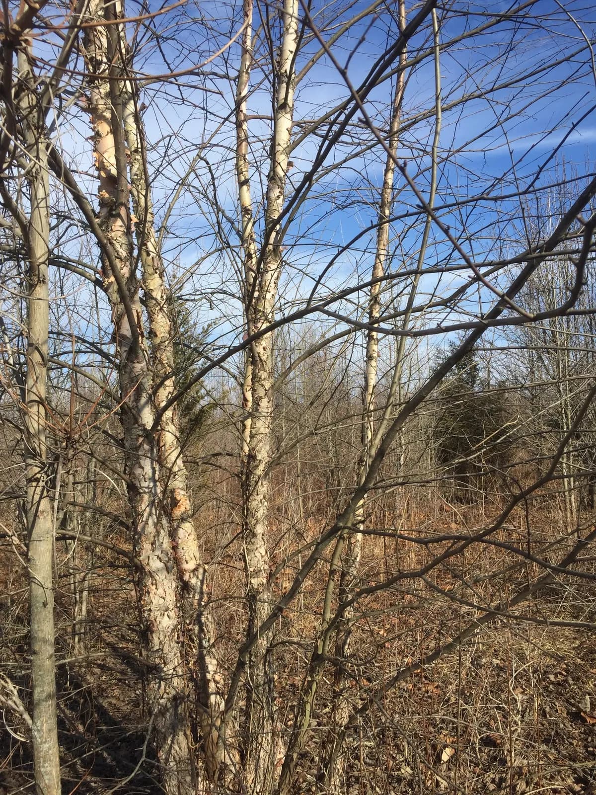Red Birch (Betula nigra)