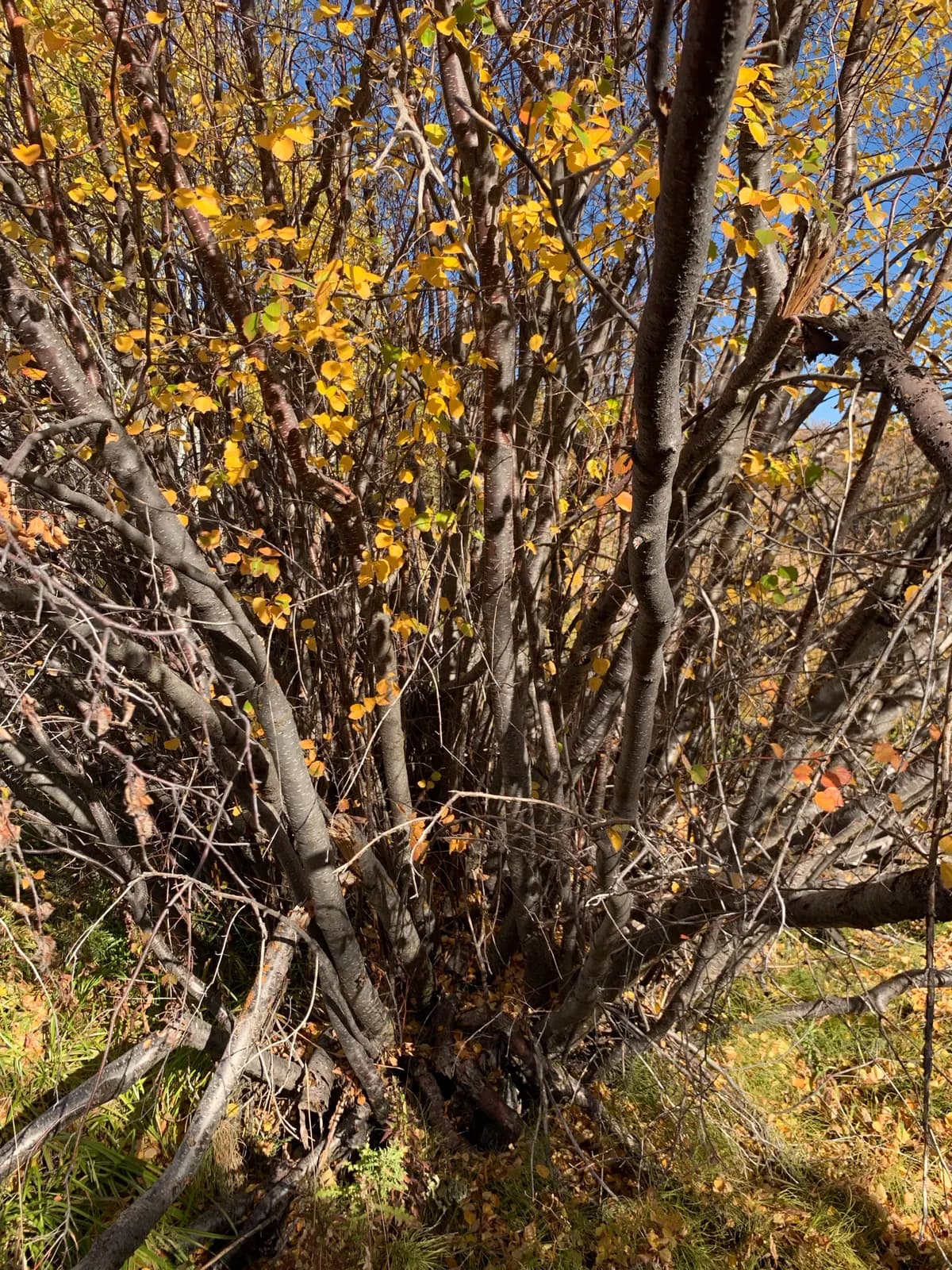 Water Birch (Betula occidentalis)