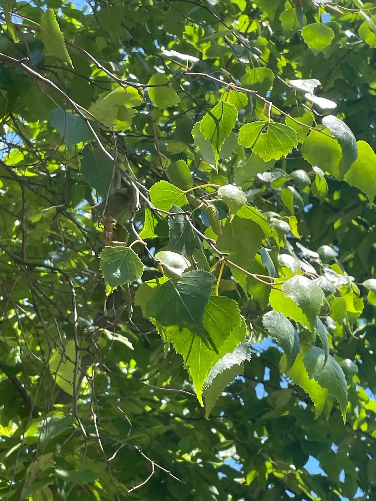 White Birch (Betula populifolia)