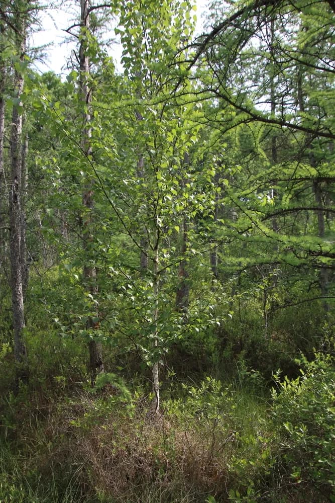 White Birch (Betula populifolia)
