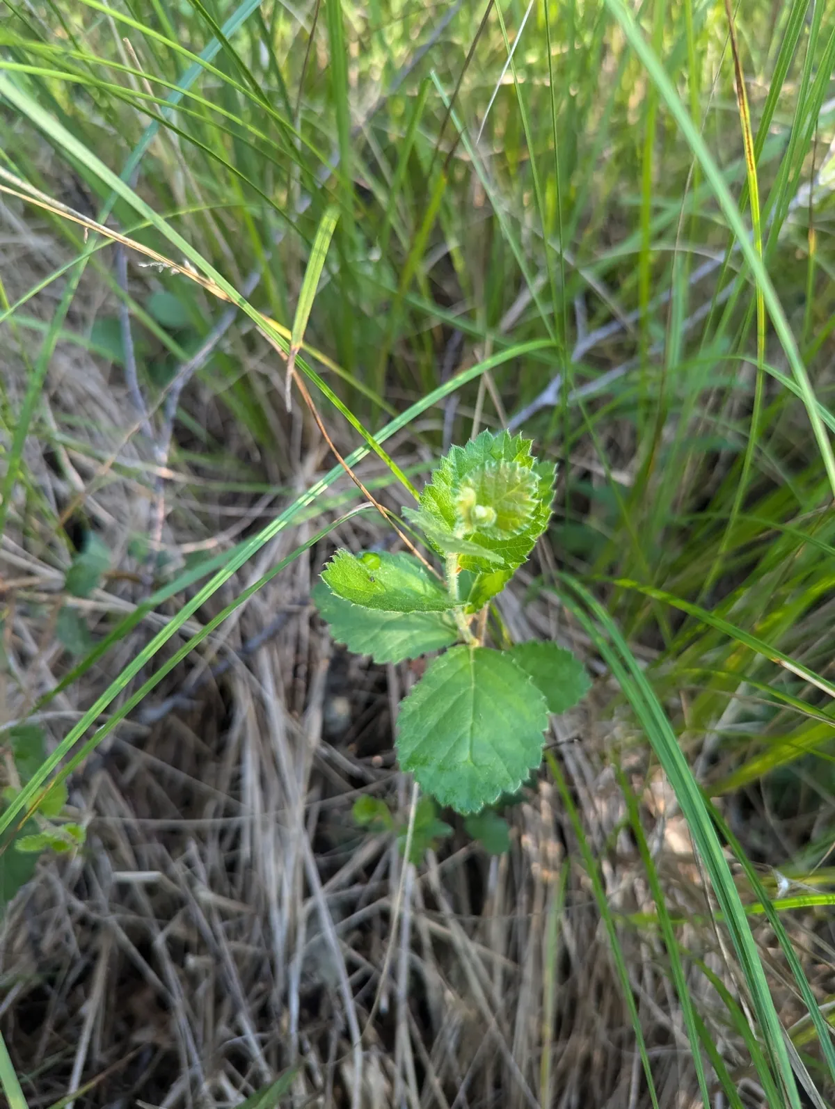 American dwarf birch (Betula pumila)