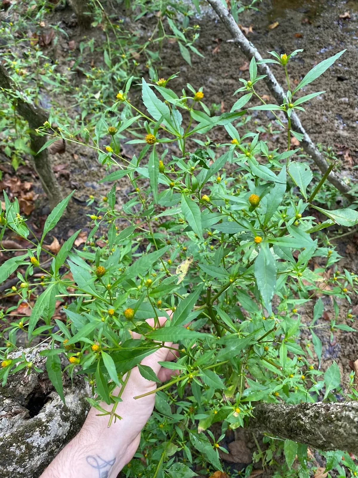 London Bur-Marigold (Bidens connata)
