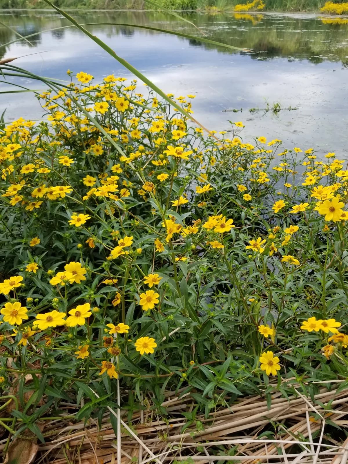 Smooth Beggarticks (Bidens laevis)