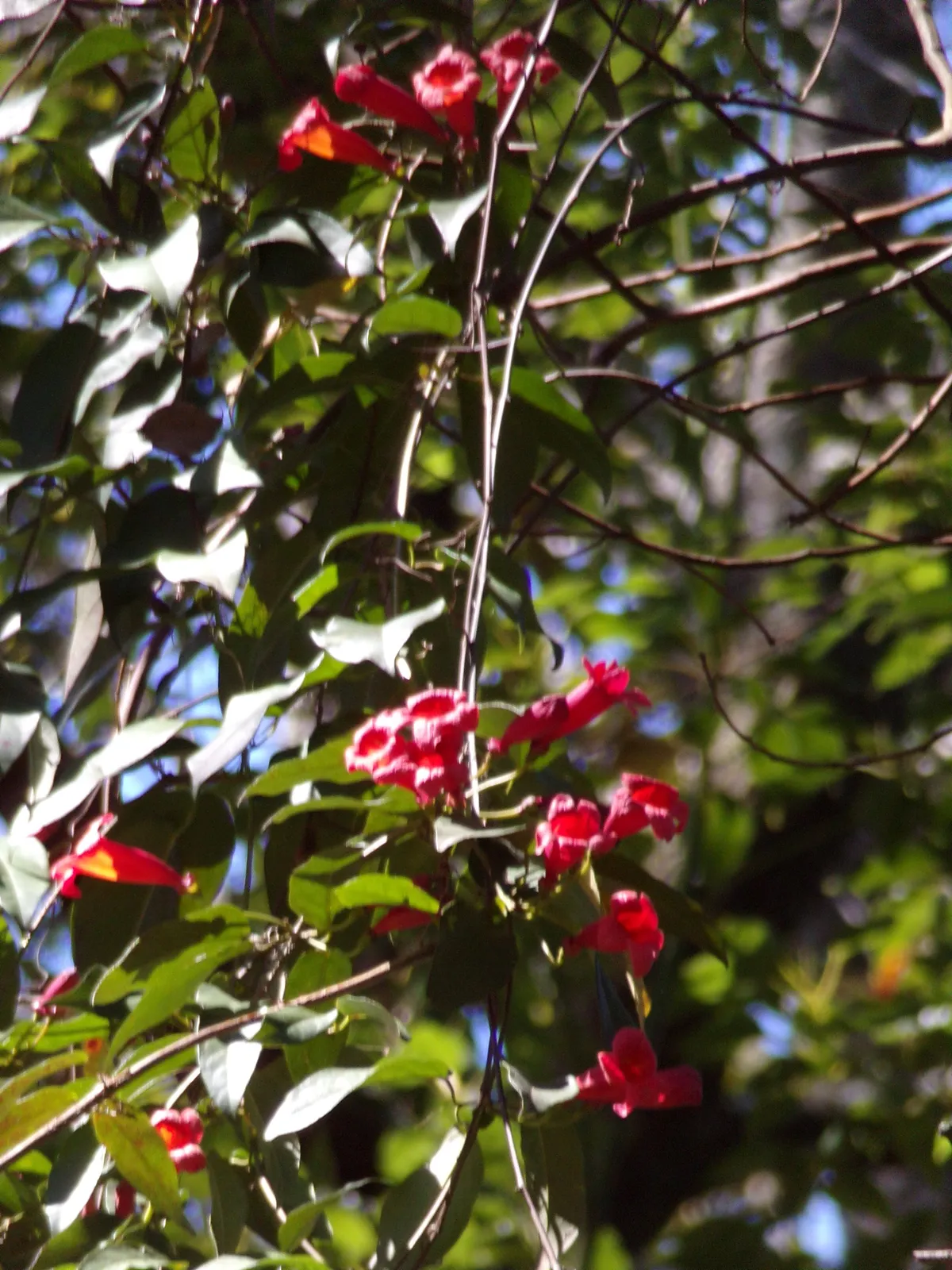 Crossvine (Bignonia capreolata)
