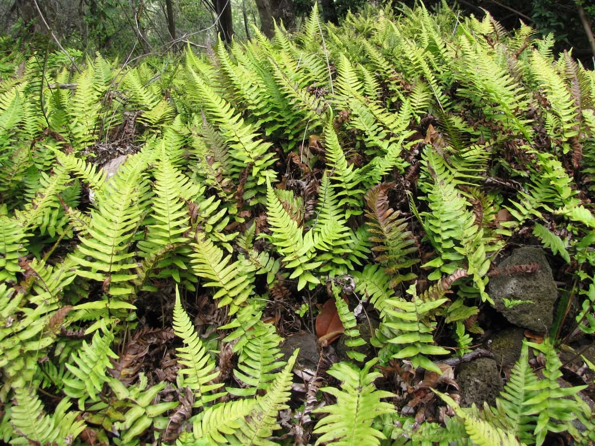 Hammock fern (Blechnum appendiculatum)