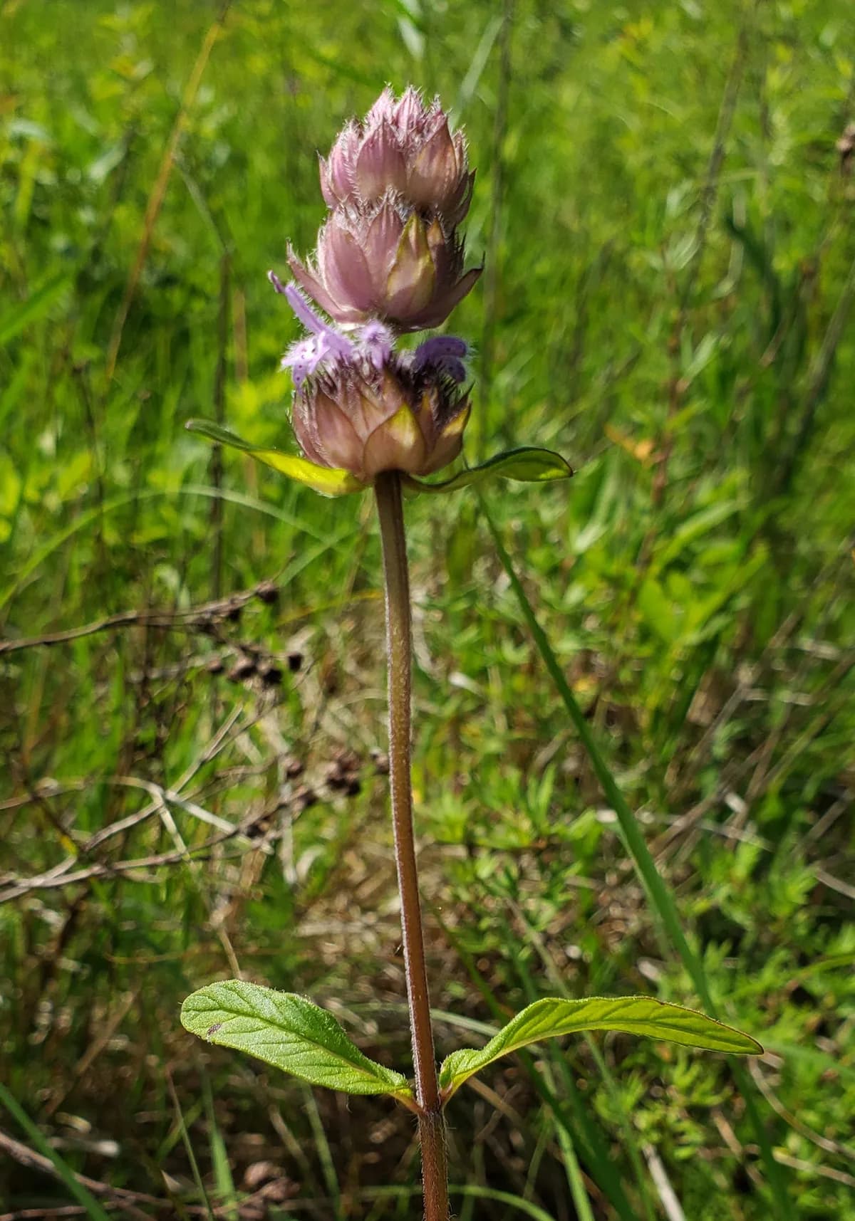 Downy Wood-mint (Blephilia ciliata)
