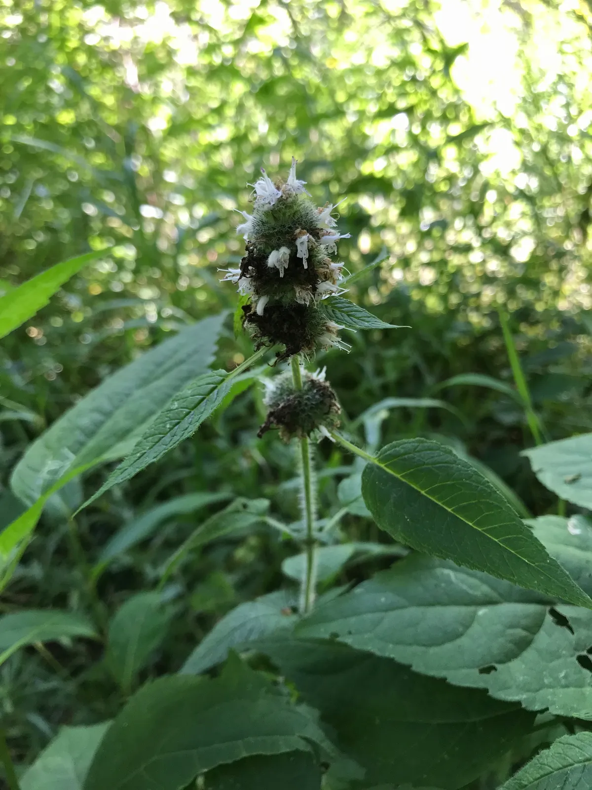 Hairy Wood-mint (Blephilia hirsuta)