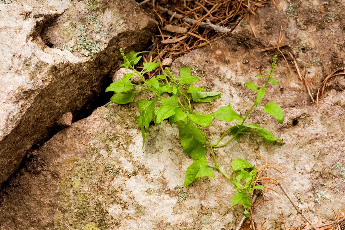 Beetberry (Blitum capitatum)