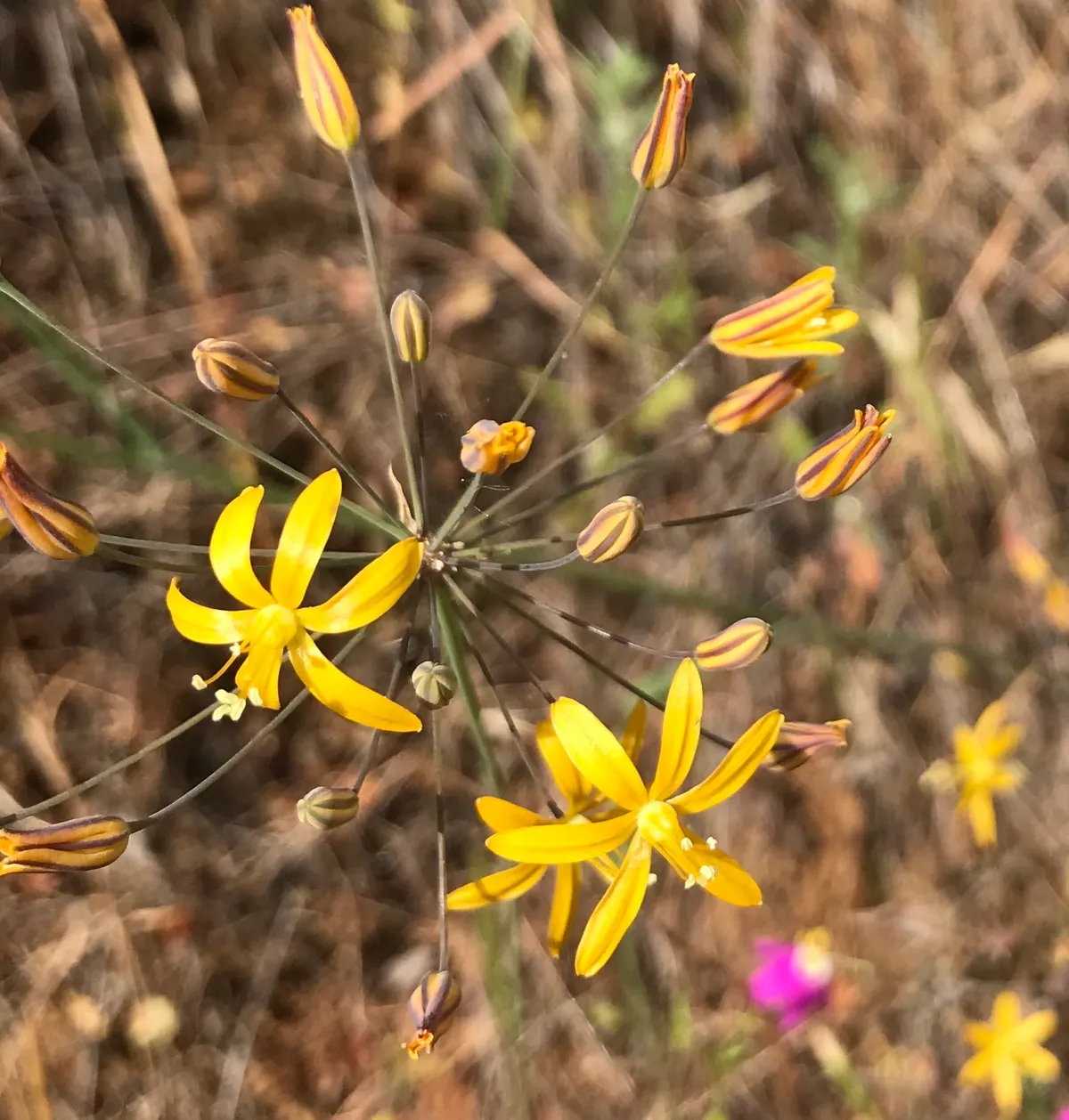 Common goldenstar (Bloomeria crocea)