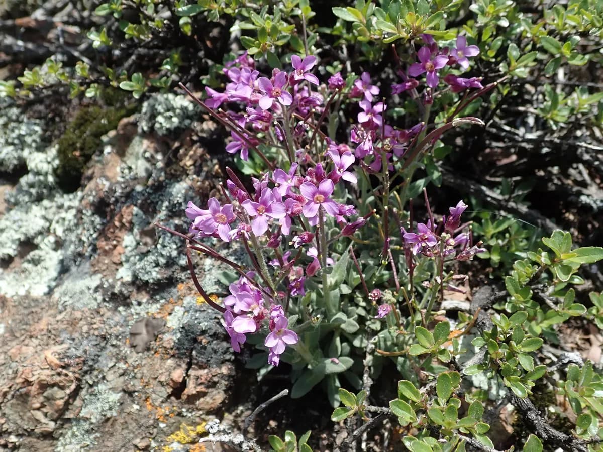 Brewer's rockcress (Boechera breweri)