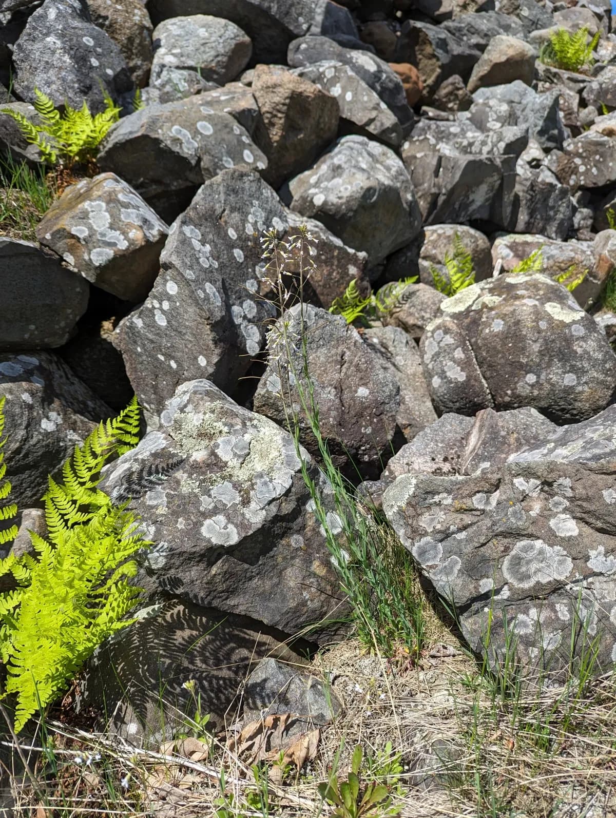 Boivin'S Rockcress (Boechera grahamii)