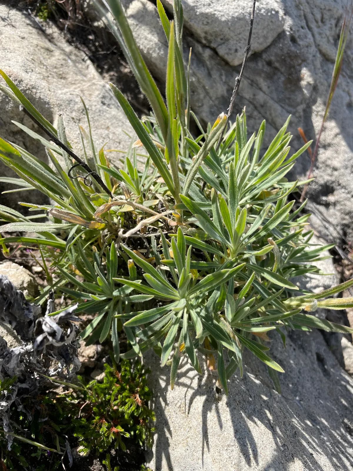 Sicklepod Rockcress (Boechera sparsiflora)