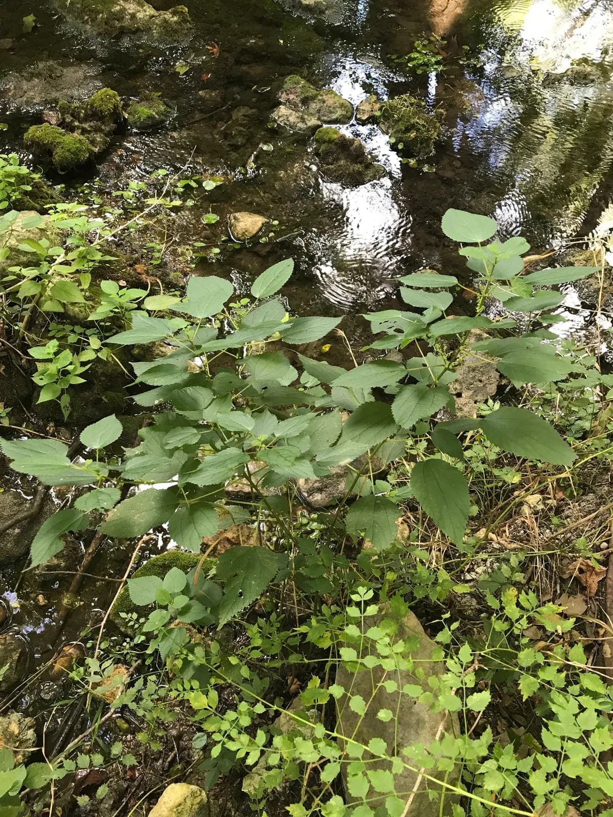 False Nettle (Boehmeria cylindrica)