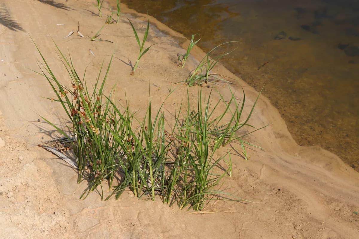 Sturdy bulrush (Bolboschoenus robustus)