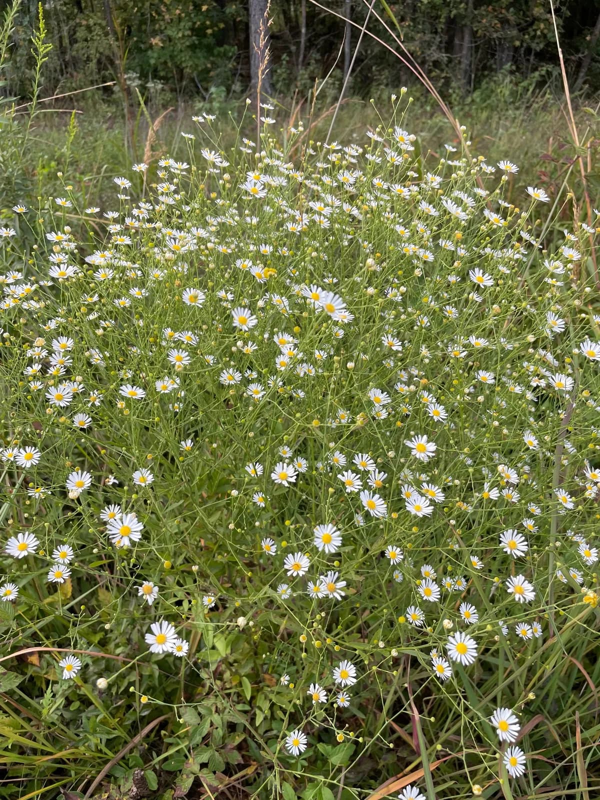Doll's Daisy (Boltonia diffusa)