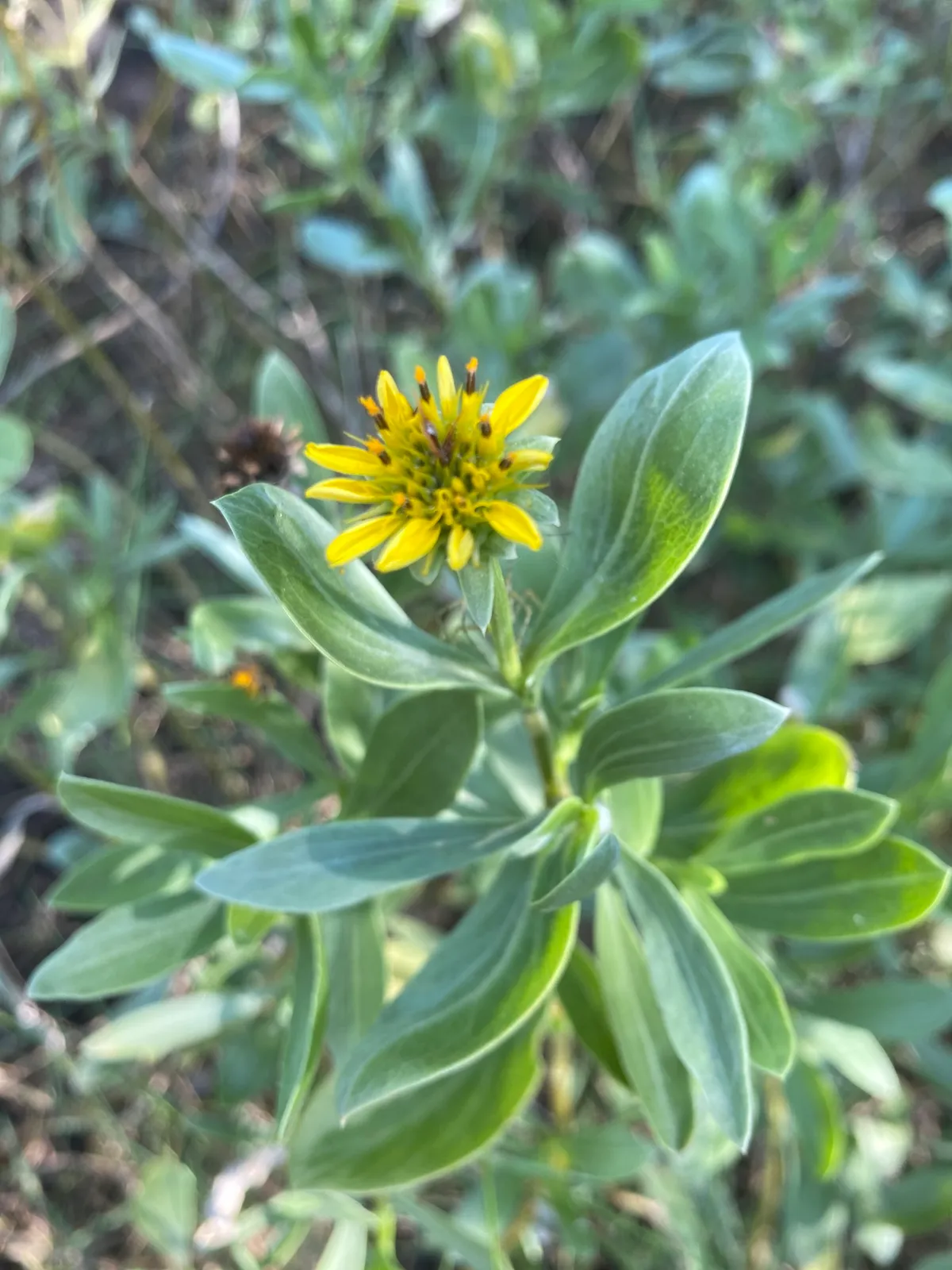 Sea Ox-eye Daisy (Borrichia frutescens)