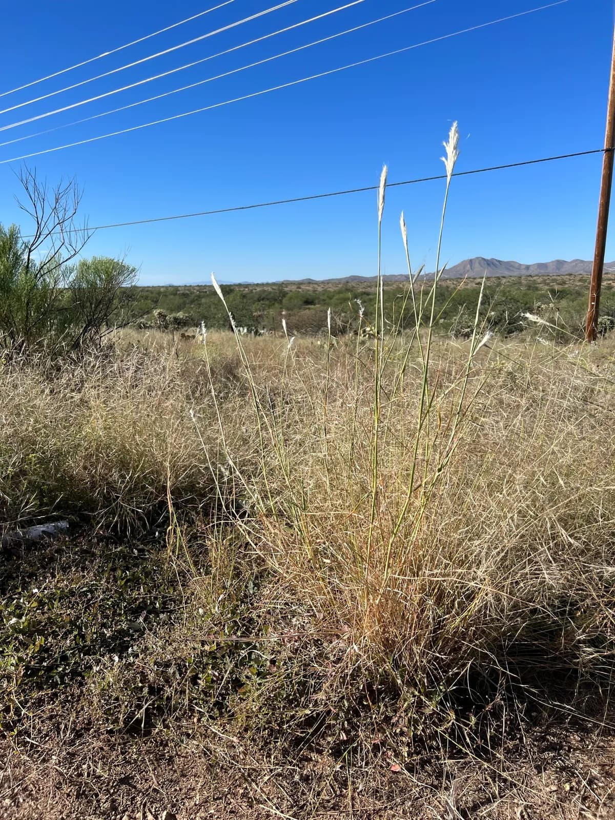 Cane Bluestem (Bothriochloa barbinodis)