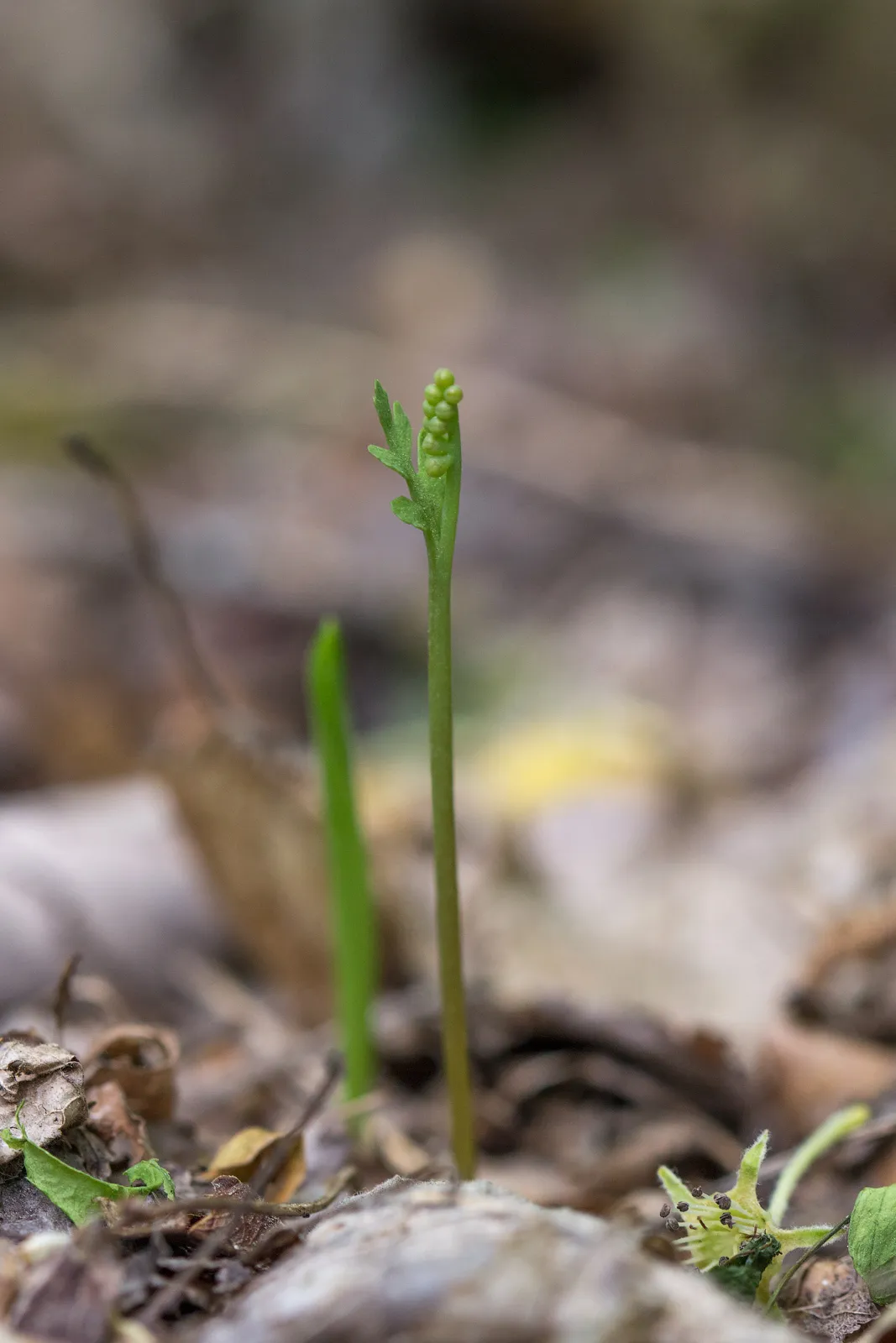 Branched Moonwort (Botrychium matricariifolium)