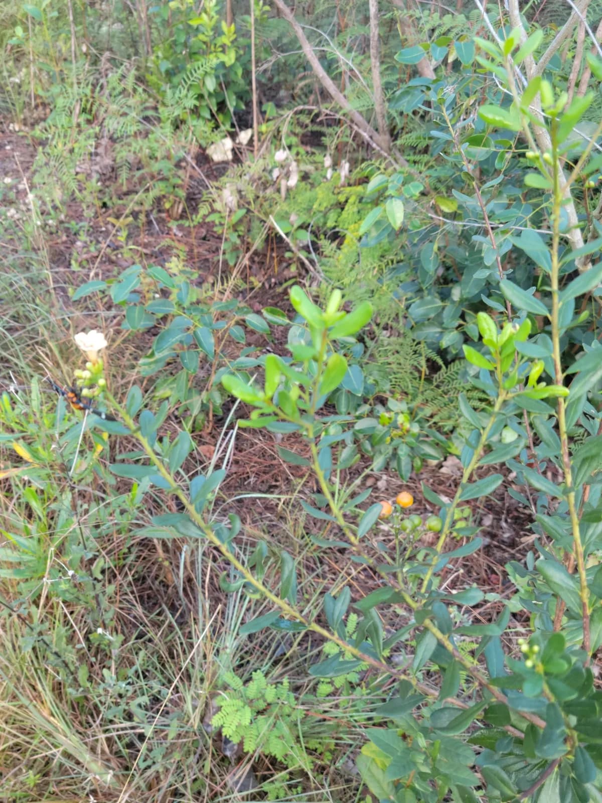 Little strongbark (Bourreria cassinifolia)