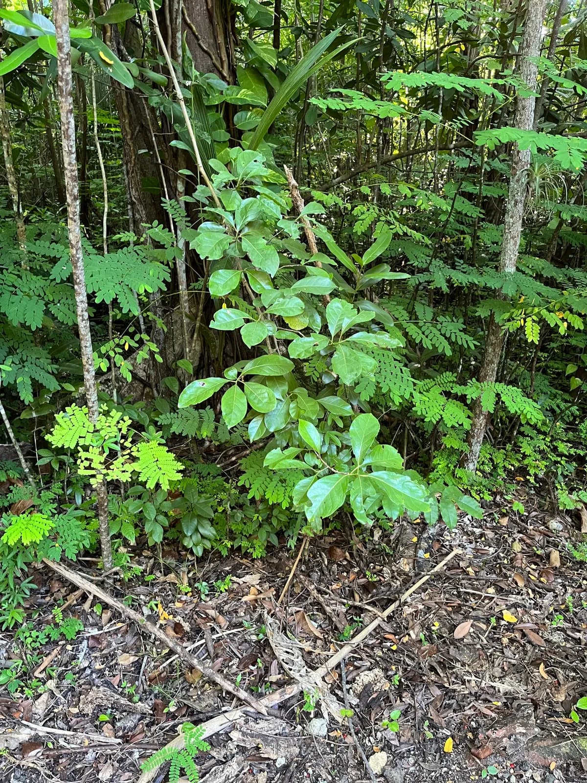Bahama strongbark (Bourreria succulenta)